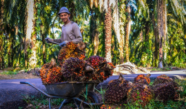 Аналитики ожидают роста мировых цен на пальмовое масло в 2024 году
